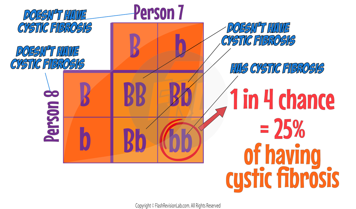 Cystic F Punnett